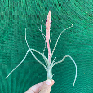 Tillandsia - Arhiza-Juliae x Pruinosa ex. BG
