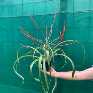 Tillandsia - Flabellata ‘Giant Red’ ex. PT