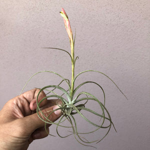 Tillandsia - Cumi-Cumi