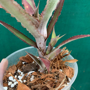 Cryptanthus - Ruby Ryde