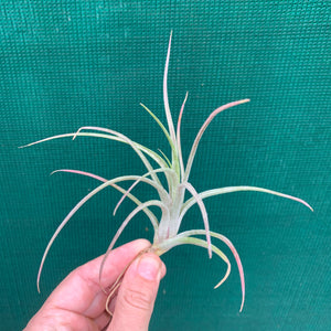 Tillandsia - Ionantha X Paucifolia