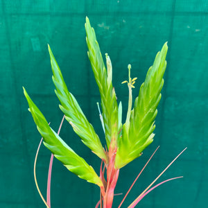Tillandsia - Rothii