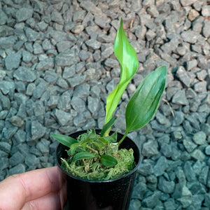 Orchid - Dendrochilum Magnum