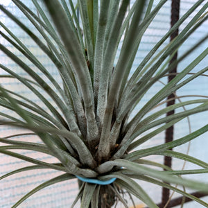 Tillandsia - Milk Junket NEW