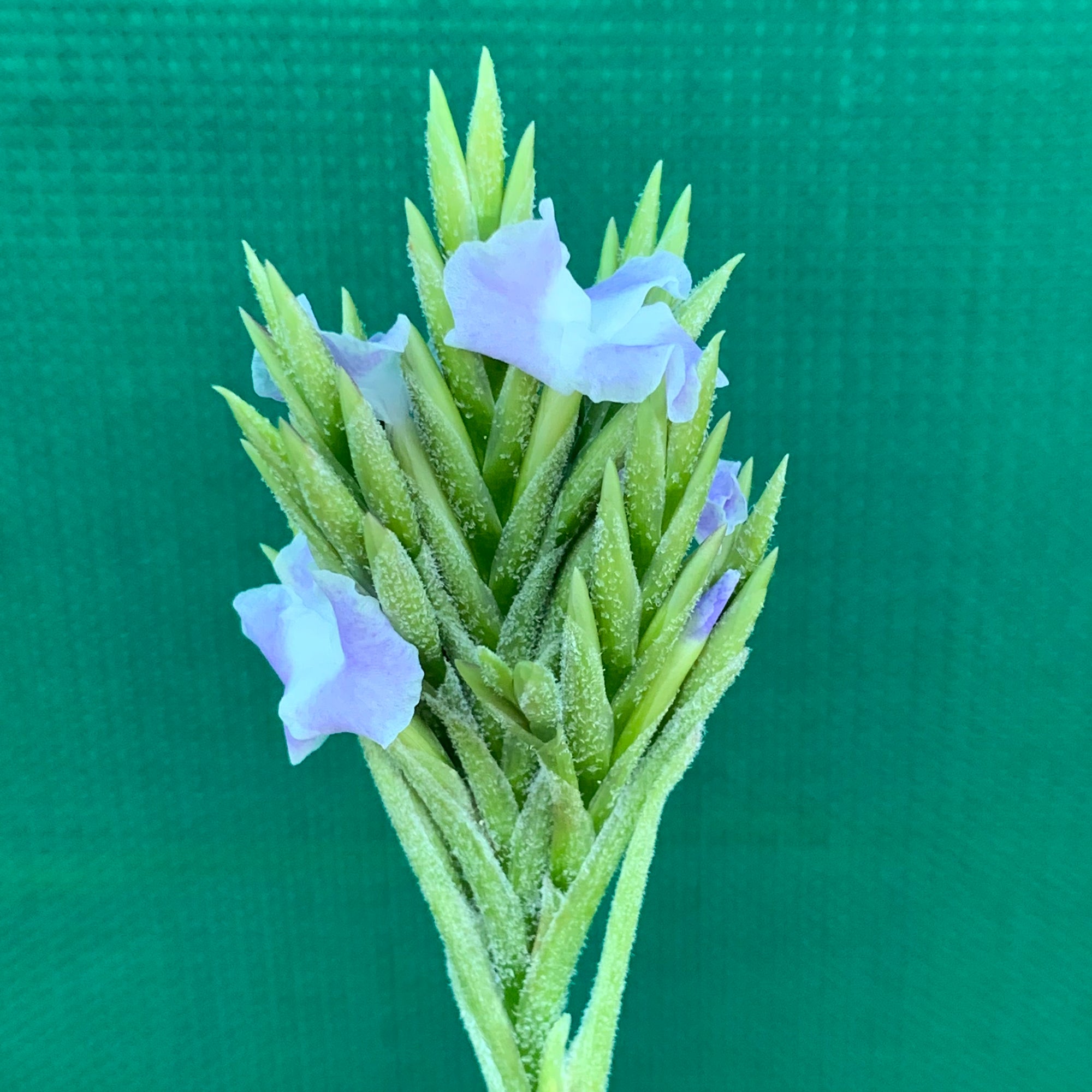 Tillandsia - streptocarpa Len’s Blue x White ex. PT (Fragrant) NEW