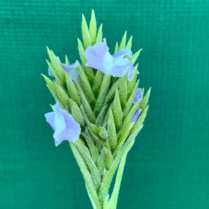 Tillandsia - streptocarpa Len’s Blue x White ex. PT (Fragrant) NEW