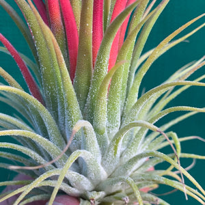 Tillandsia - ionantha ‘APD015’