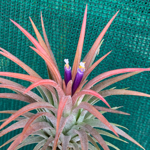 Tillandsia - ionantha ‘APD001’