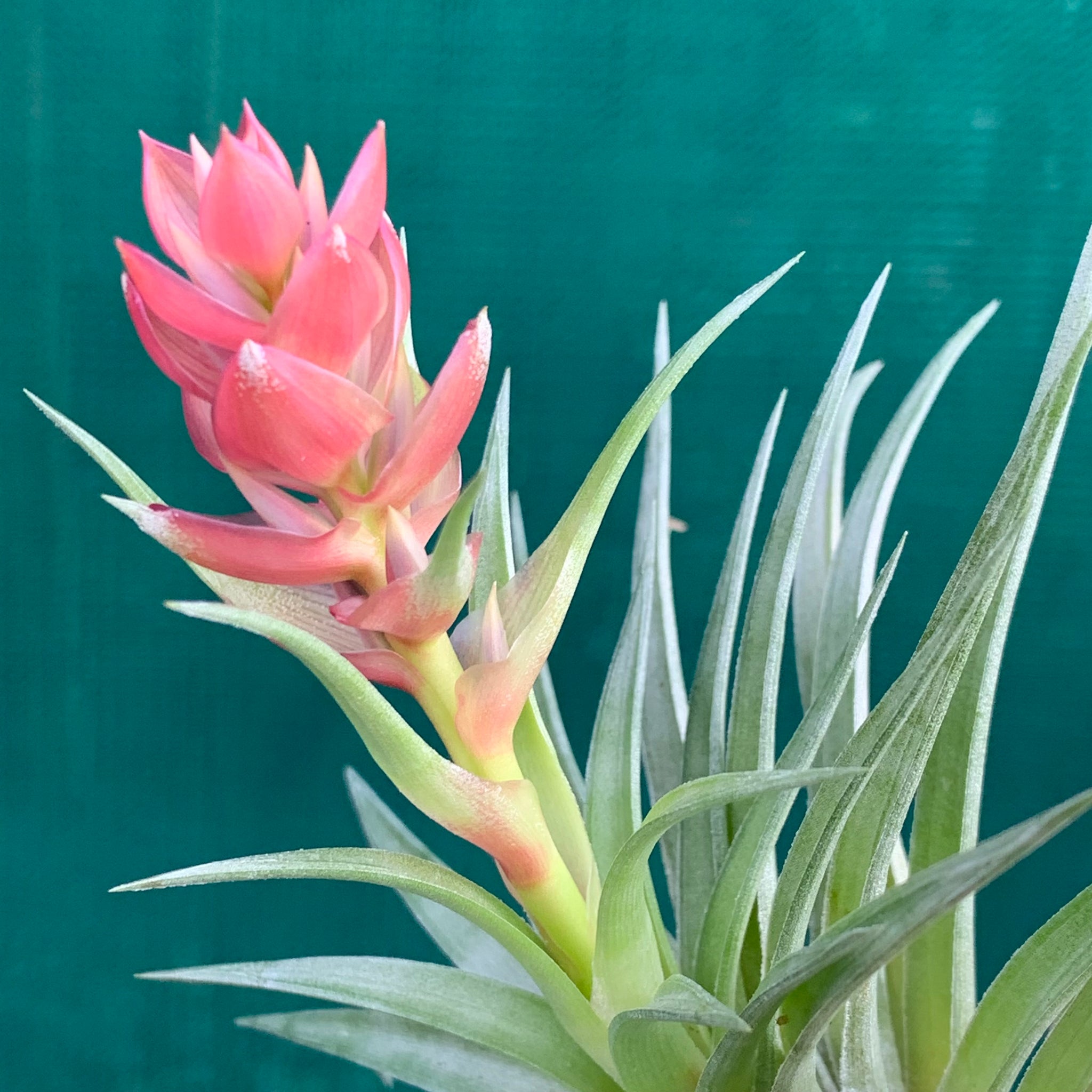 stricta hard leaf air plant Tillandsia - stricta 'Bak' ex. CC