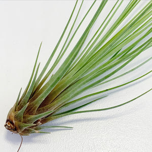 Tillandsia - juncifolia
