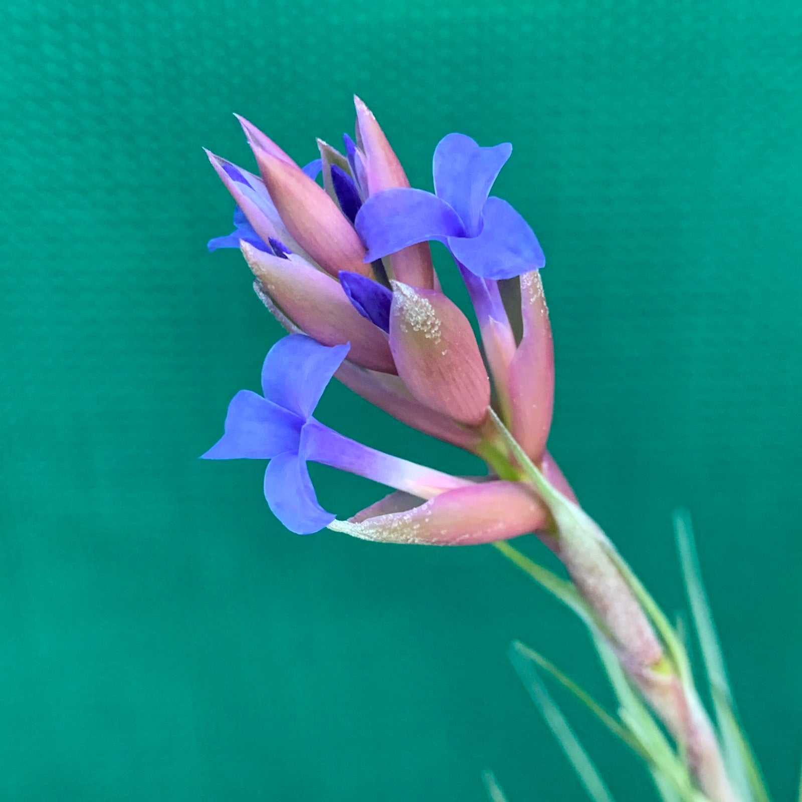 Tillandsia - Purple Razz ex. BG