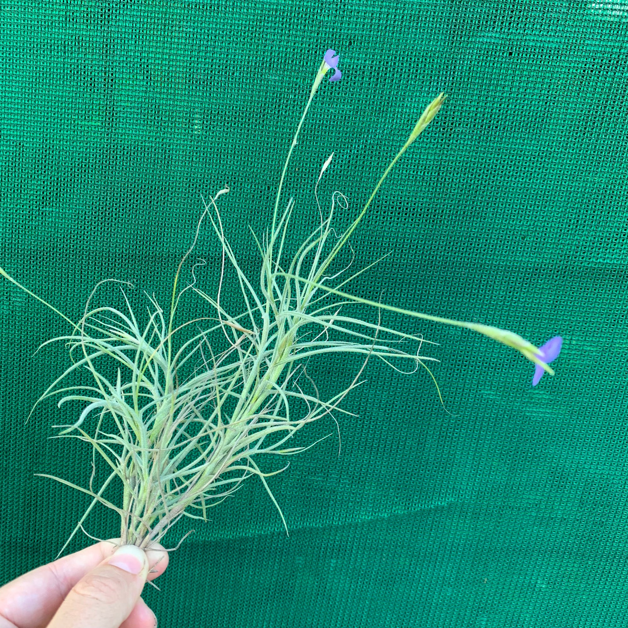 Tillandsia - mallemontii (Fragrant)