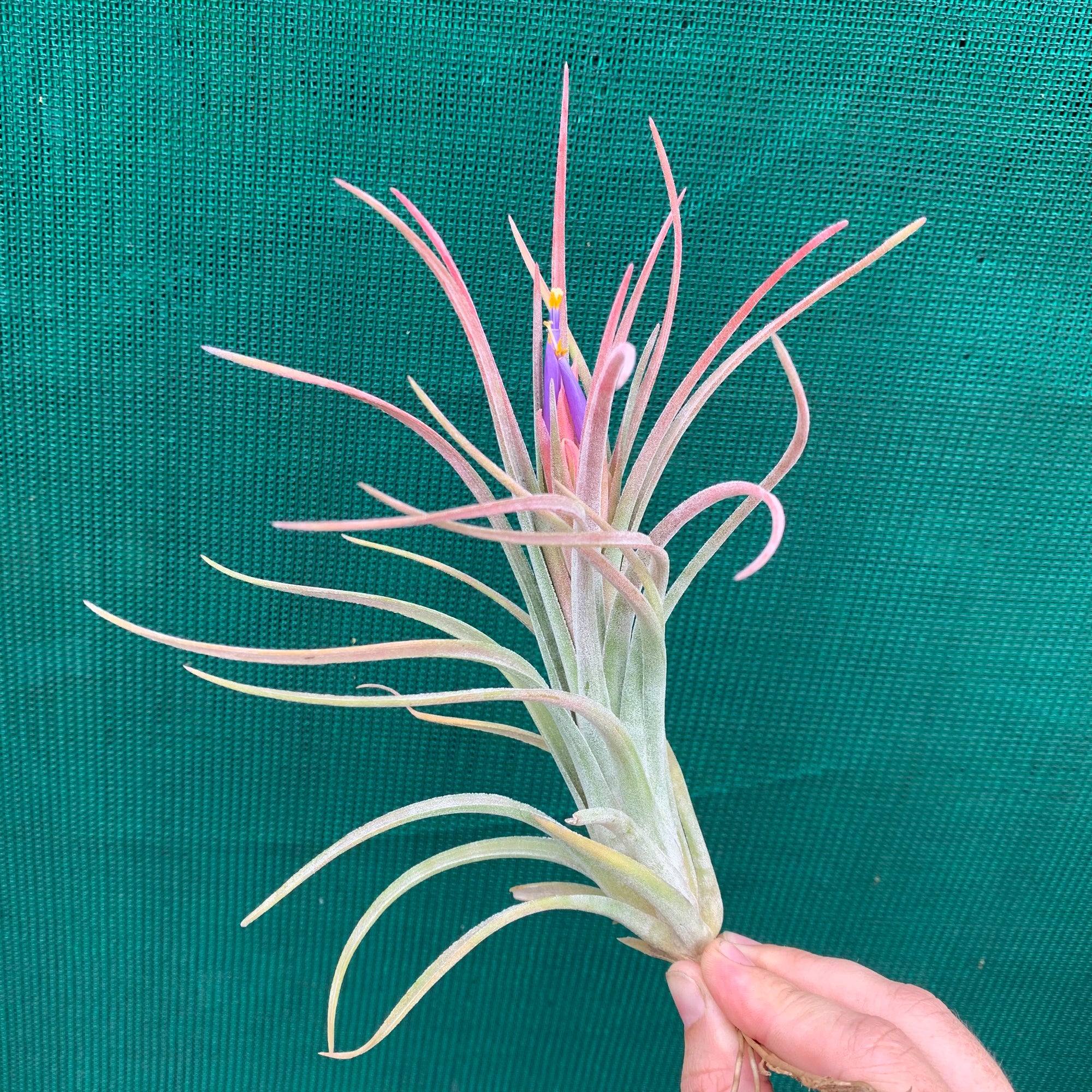 Tillandsia - butzii x ionantha ex. AP