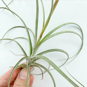 Tillandsia - Cumi-Cumi