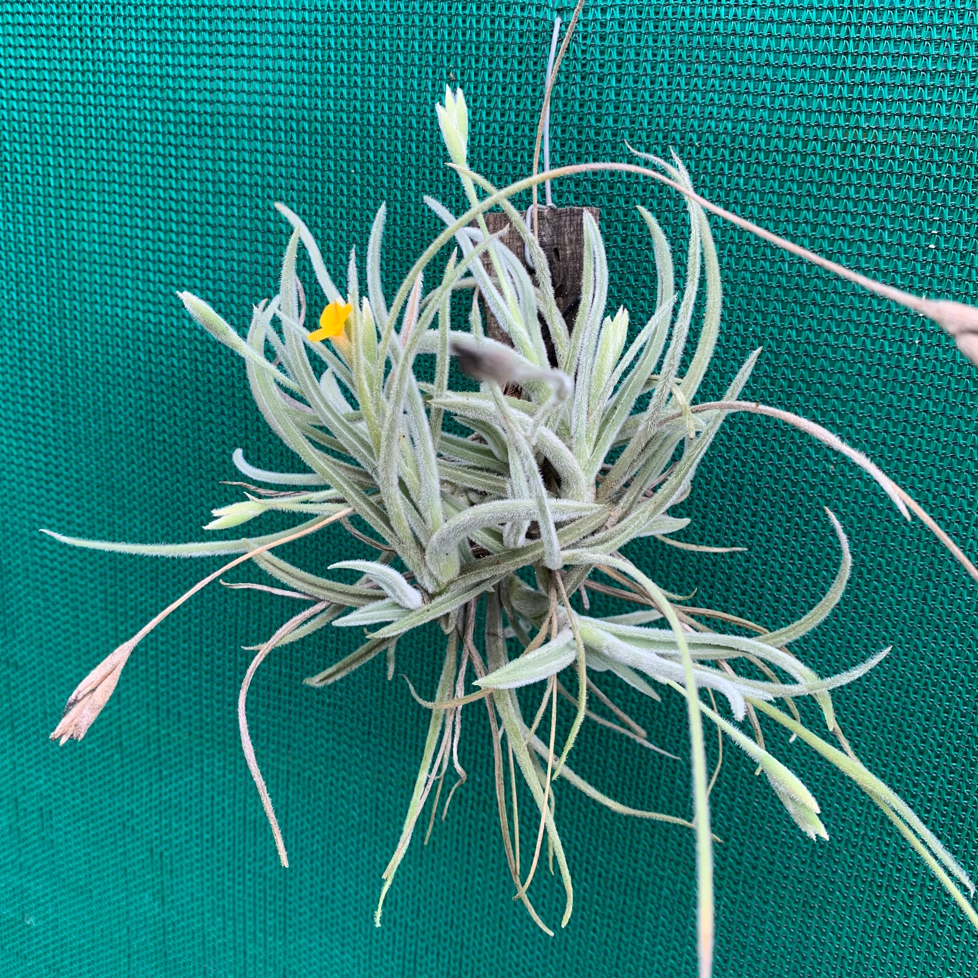 Tillandsia - Copper Penny X Crocata (Fragrant)