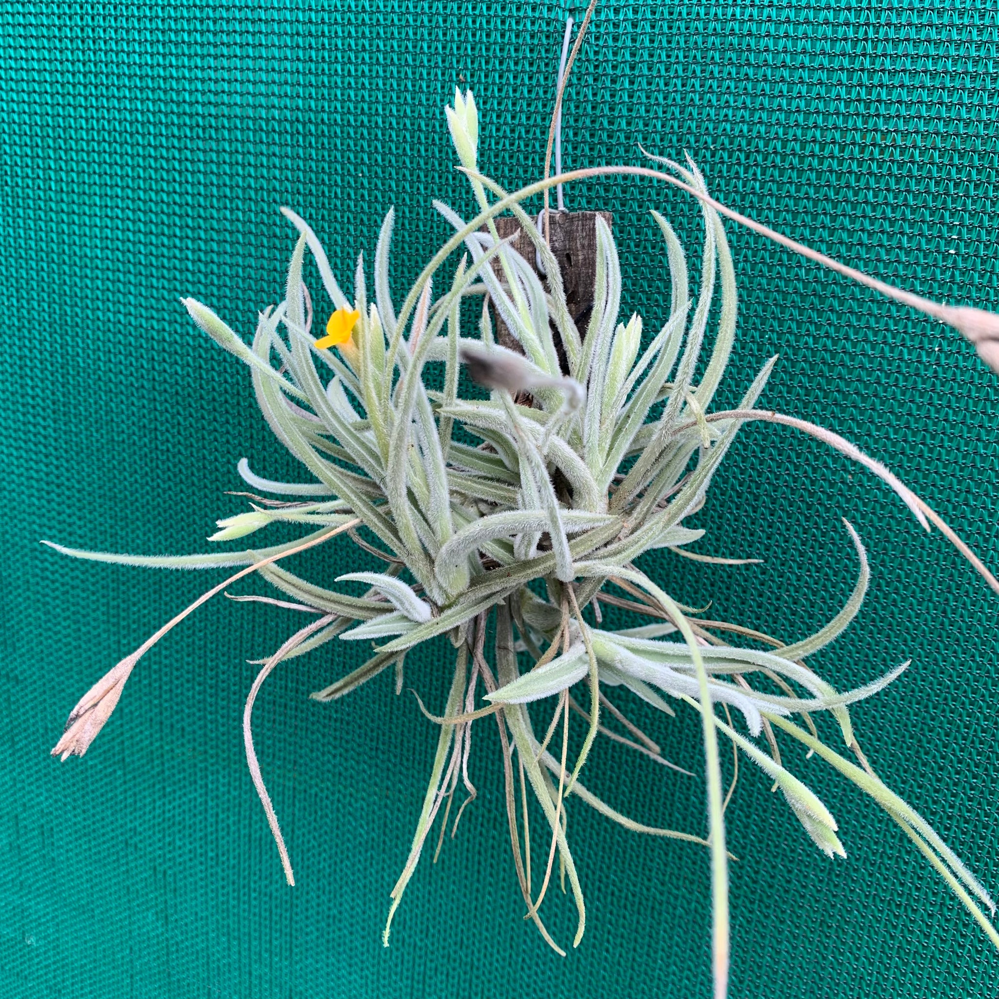 copper penny air plant Tillandsia - Copper Penny x crocata 'Orange' (Fragrant)