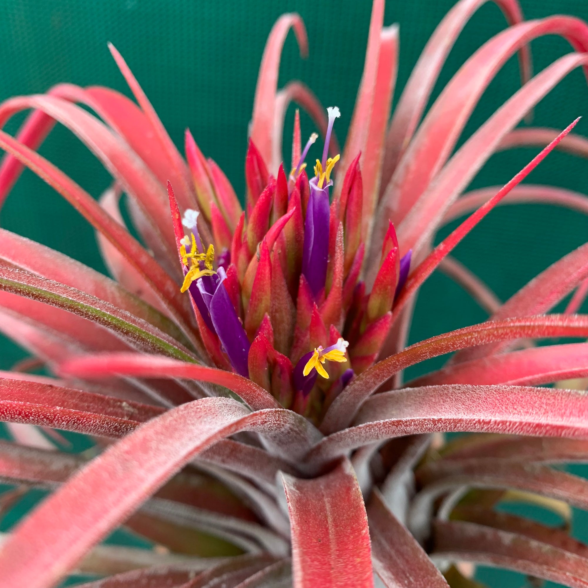 Tillandsia - Eric The Red