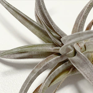 Tillandsia - chiapensis