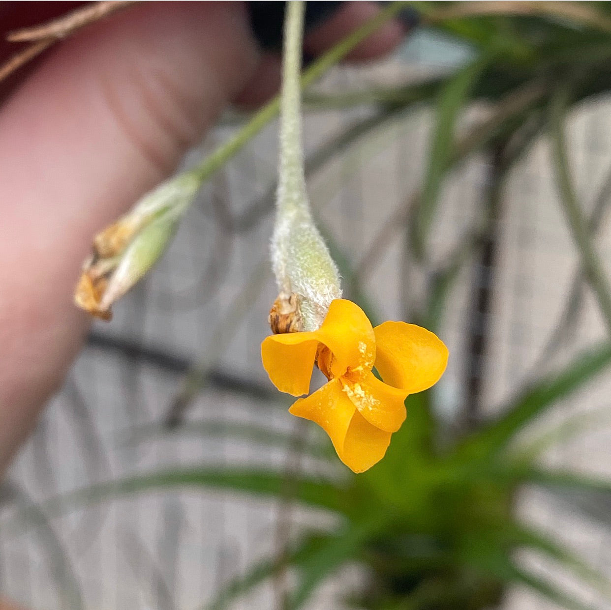 copper penny air plant Tillandsia - Copper Penny x crocata 'Orange' (Fragrant)