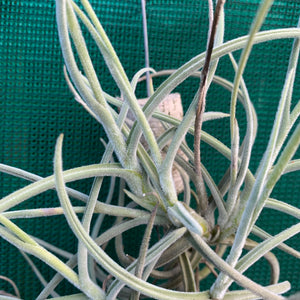 Tillandsia - Rutschmann’s Orange (Fragrant)