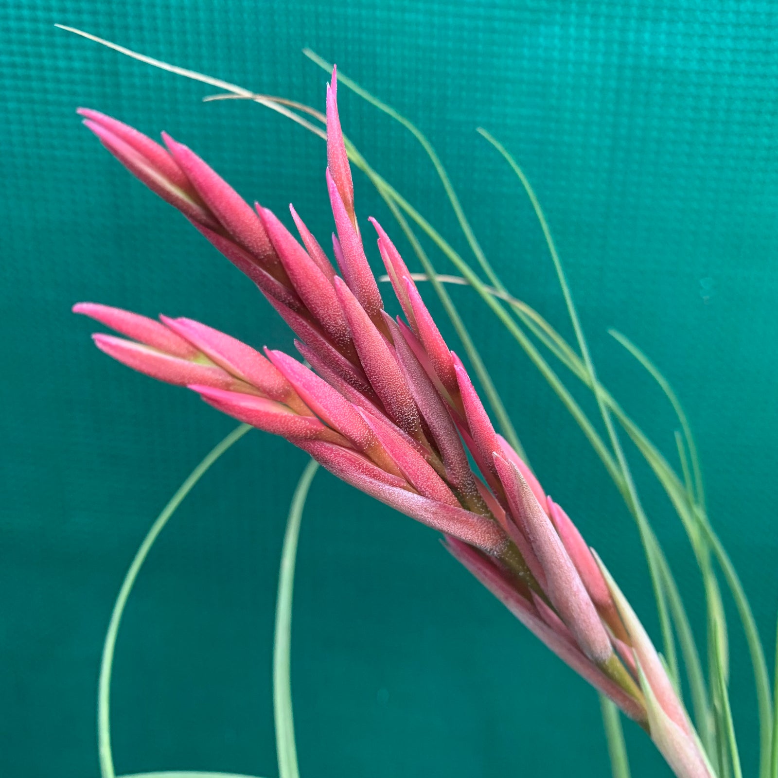 Tillandsia - Holm’s Verlesglo ex. PT