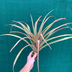 Tillandsia - Capitata ‘Pink’ ex. NR