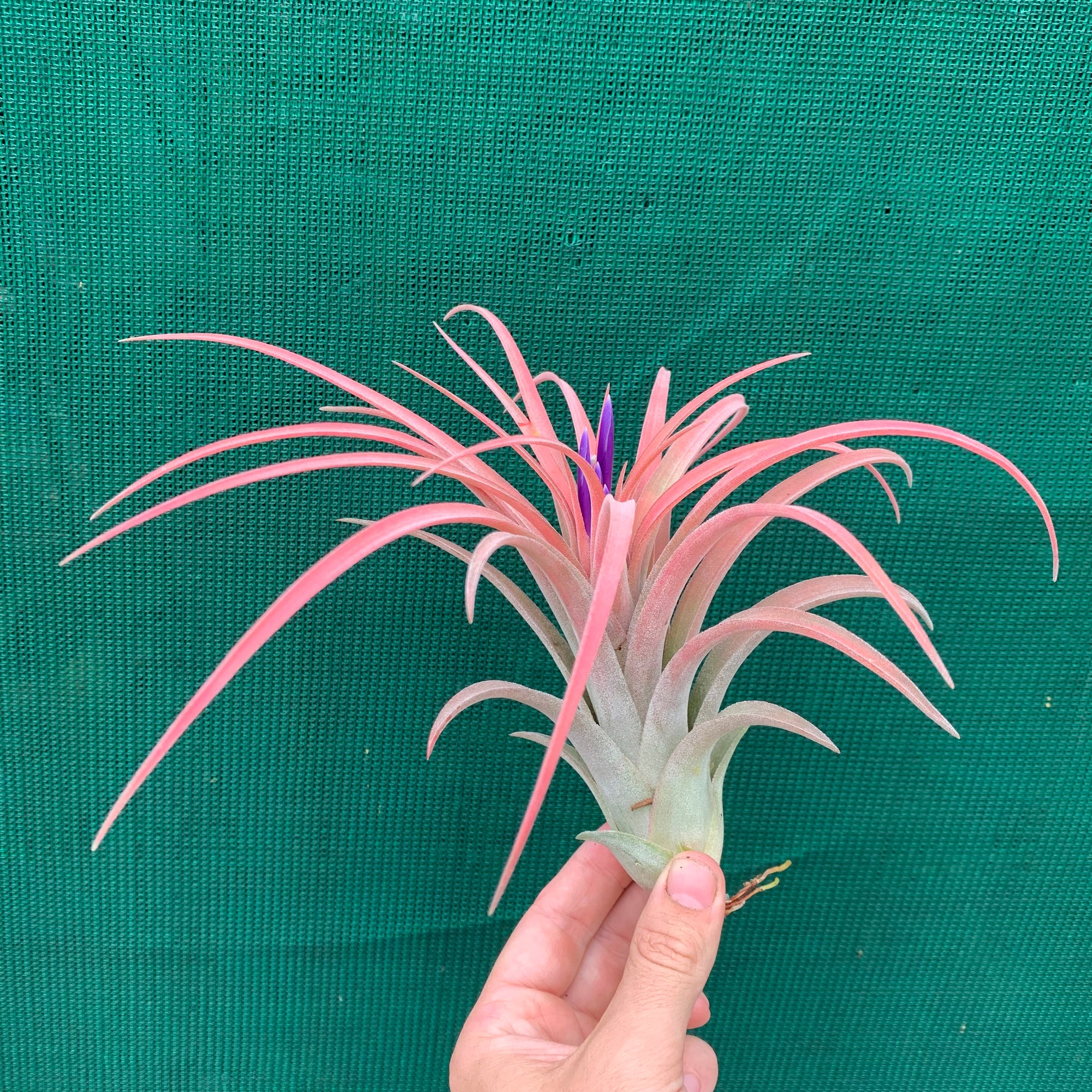 Tillandsia - ionantha x velutina (Nat. Hybrid) ex. PT