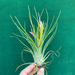 Tillandsia - Orange Crush