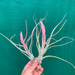Tillandsia - Arhiza-Juliae x Pruinosa ex. BG