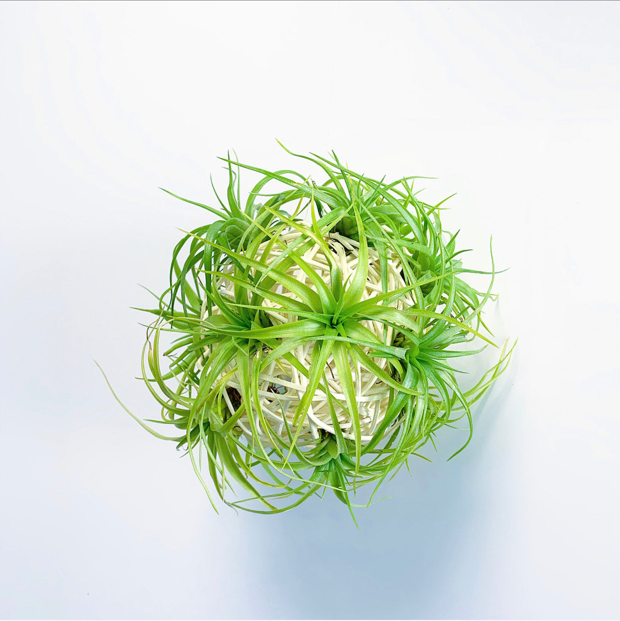 Air Plant Balls