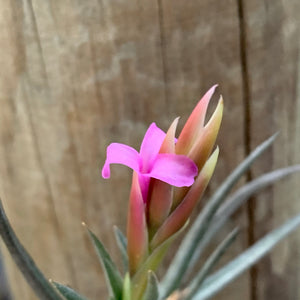 Tillandsia - argentina