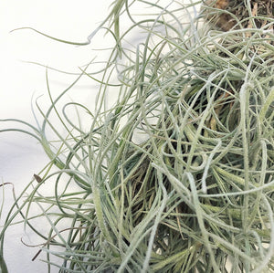 Tillandsia - Nezley PB589