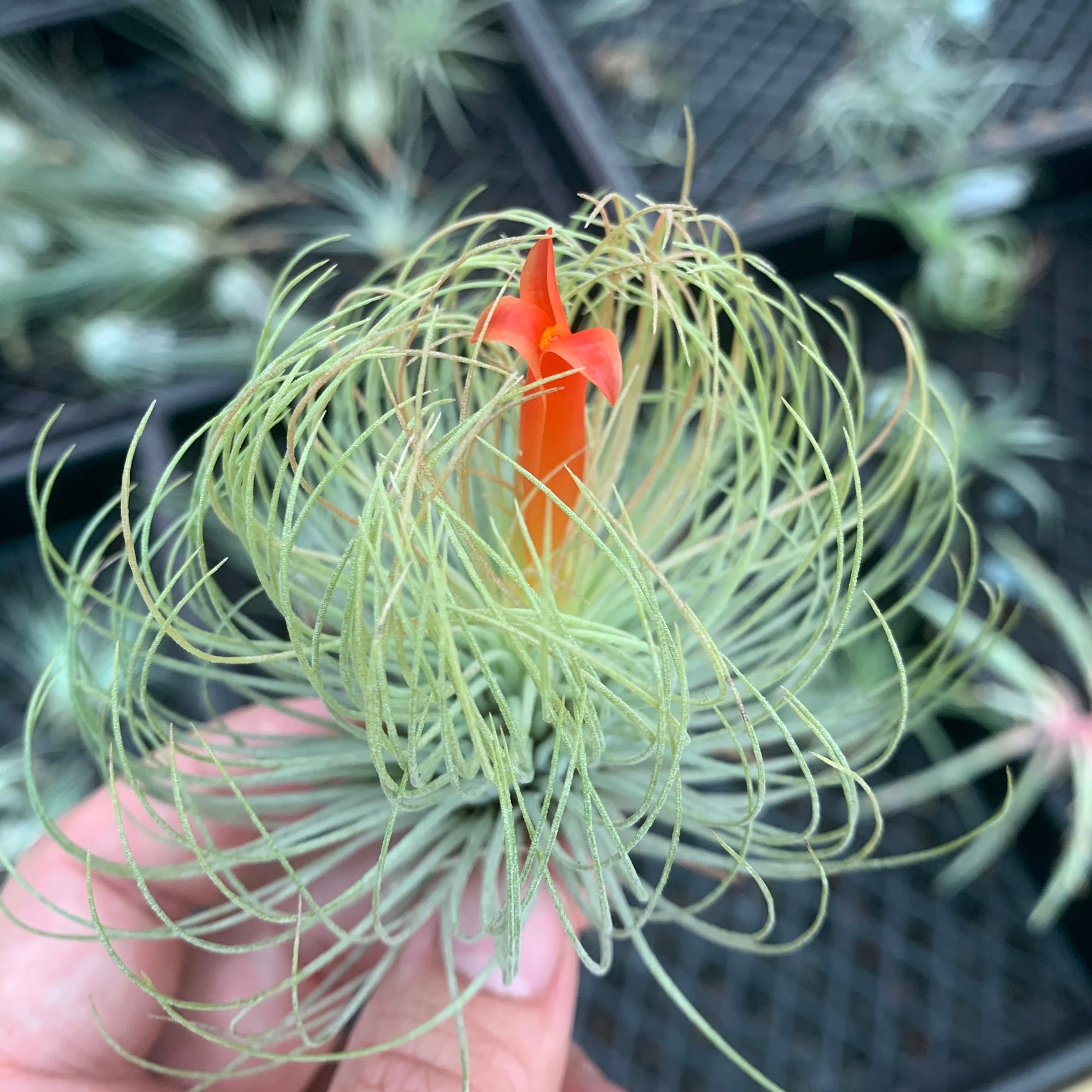 andreana air plant Tillandsia - andreana ex. CC