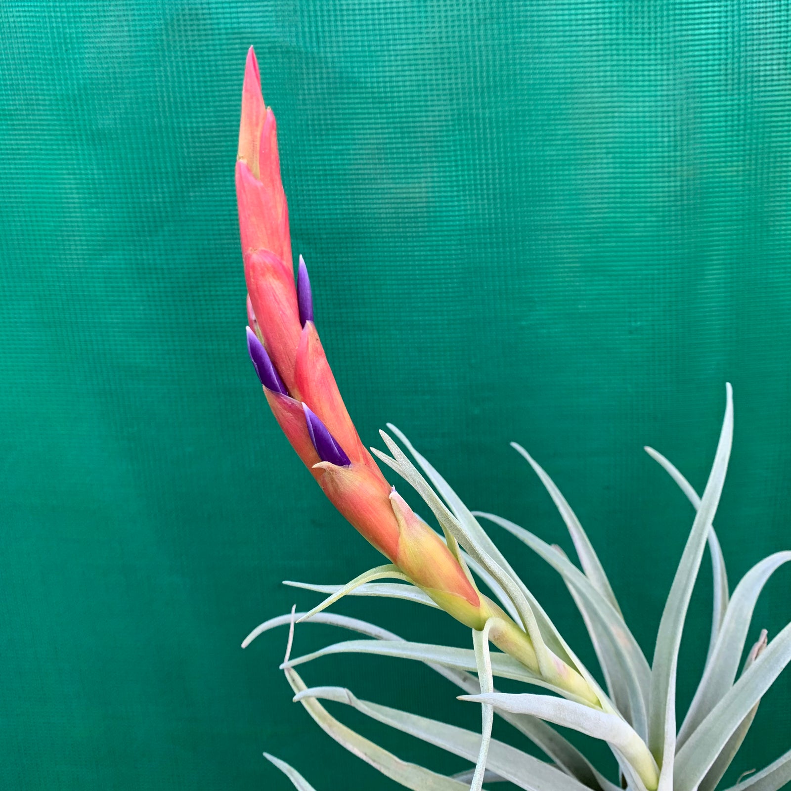 Tillandsia - harrisii
