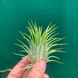 Tillandsia - ionantha ‘Ron’ (Asian Form)