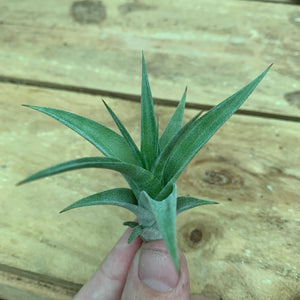 Tillandsia - flexuosa 'Vivipara' ex. CC