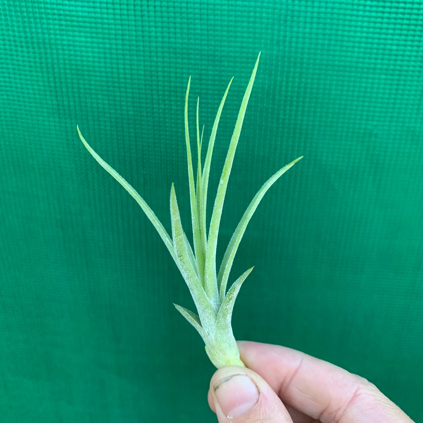 Tillandsia - x rectifolia