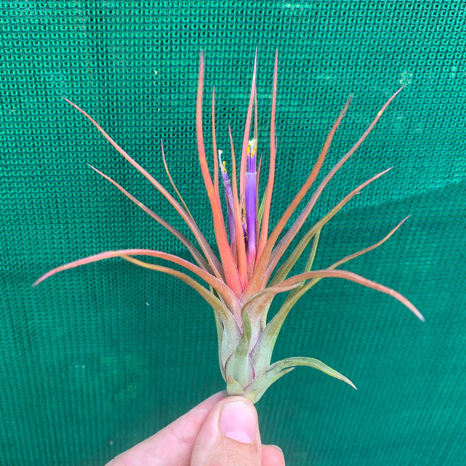 Tillandsia - First Born ex. GA