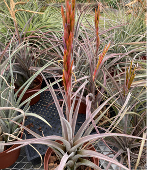 Tillandsia -  Coalcomanensis ex. LK