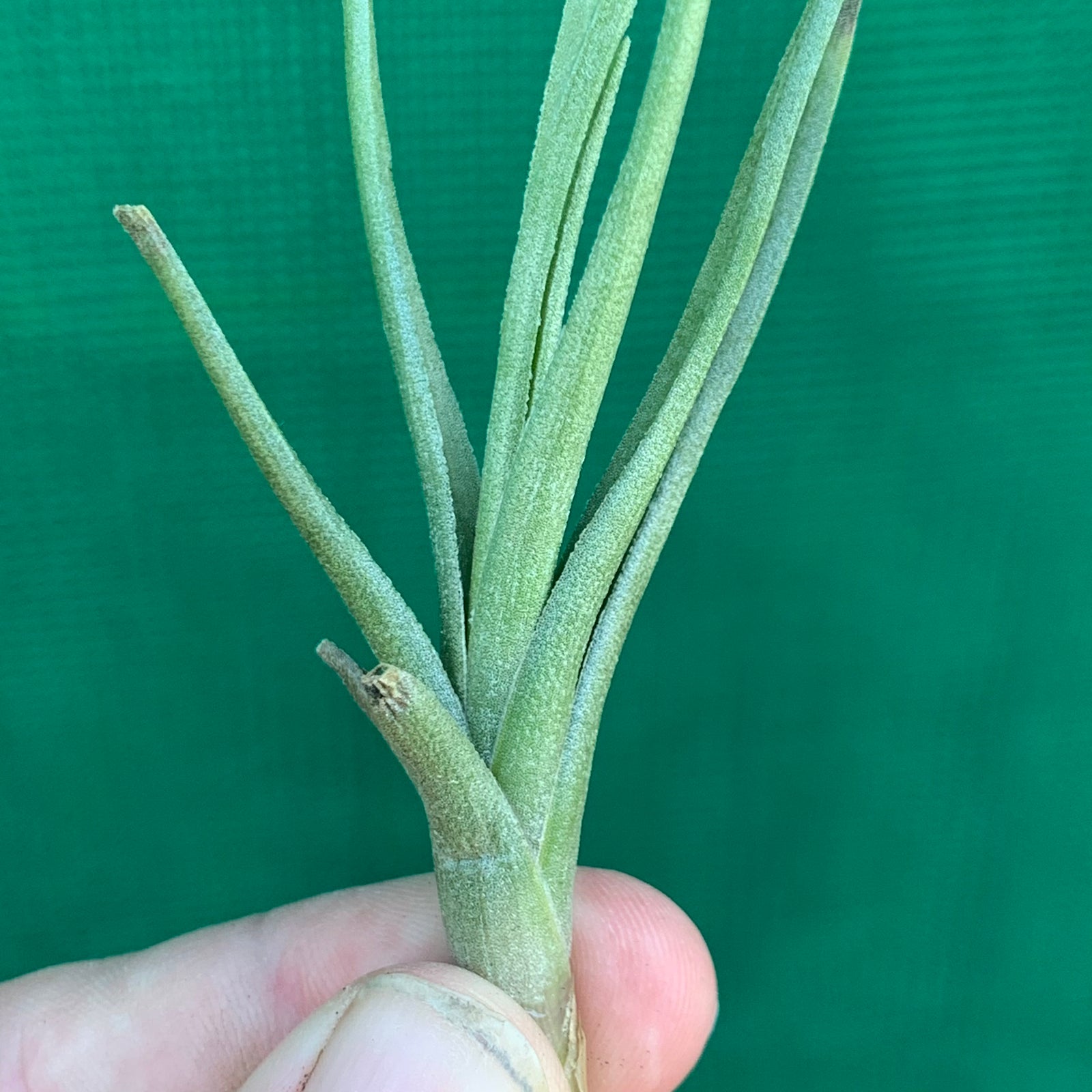 Tillandsia - Doritheae ex. IH