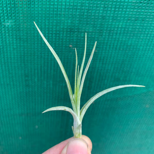 Tillandsia - Cumi-Cumi