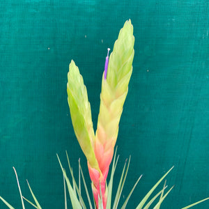 Tillandsia - Fasciculata ‘Pink & Green’ NR50