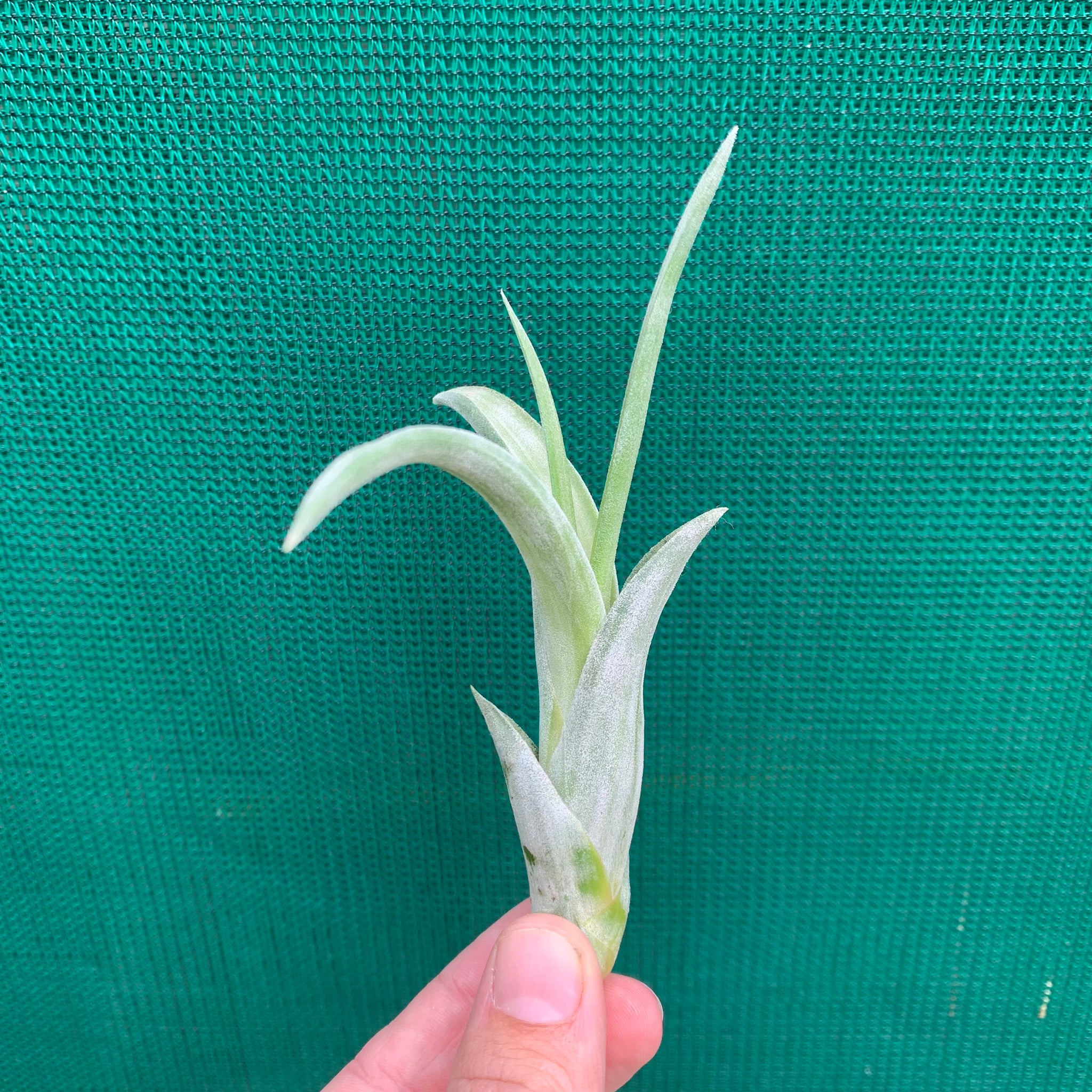 paucifolia air plant Tillandsia - paucifolia