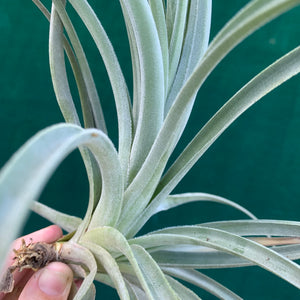 Tillandsia - lorentziana