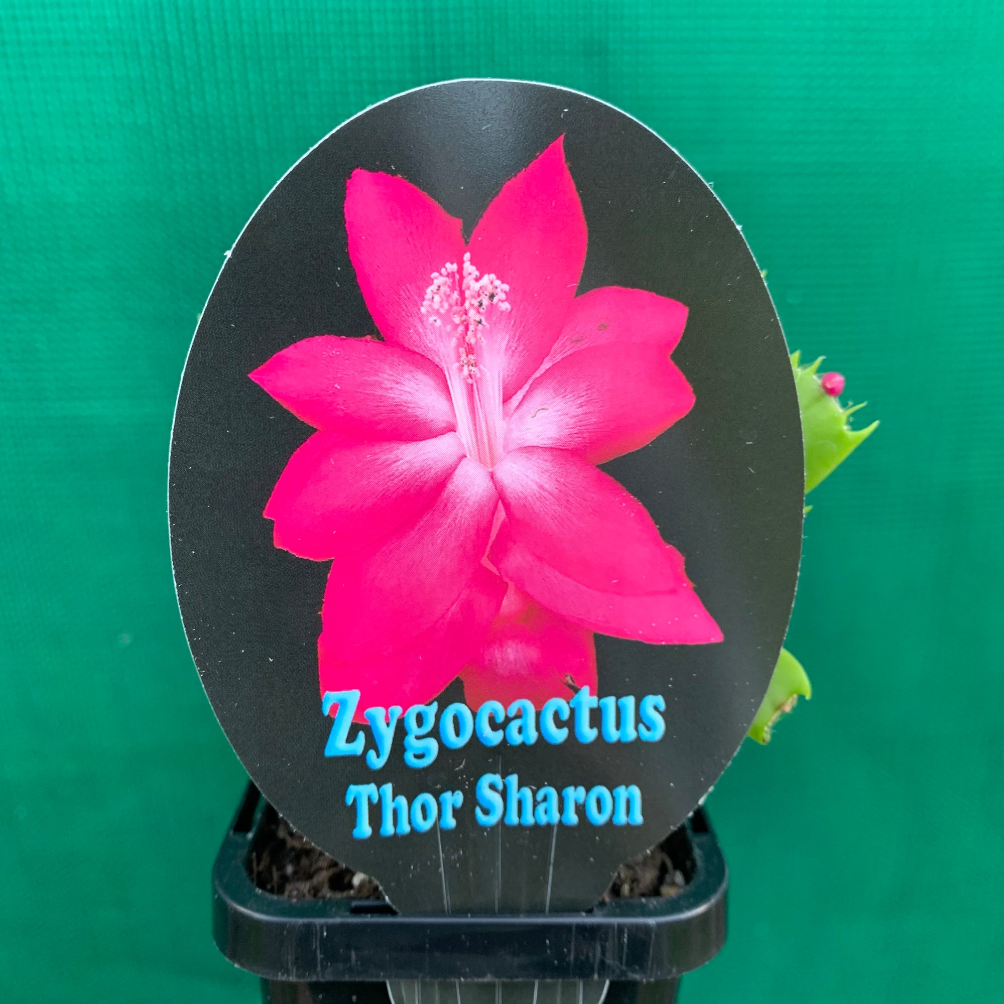 Zygocactus Thor Sharon