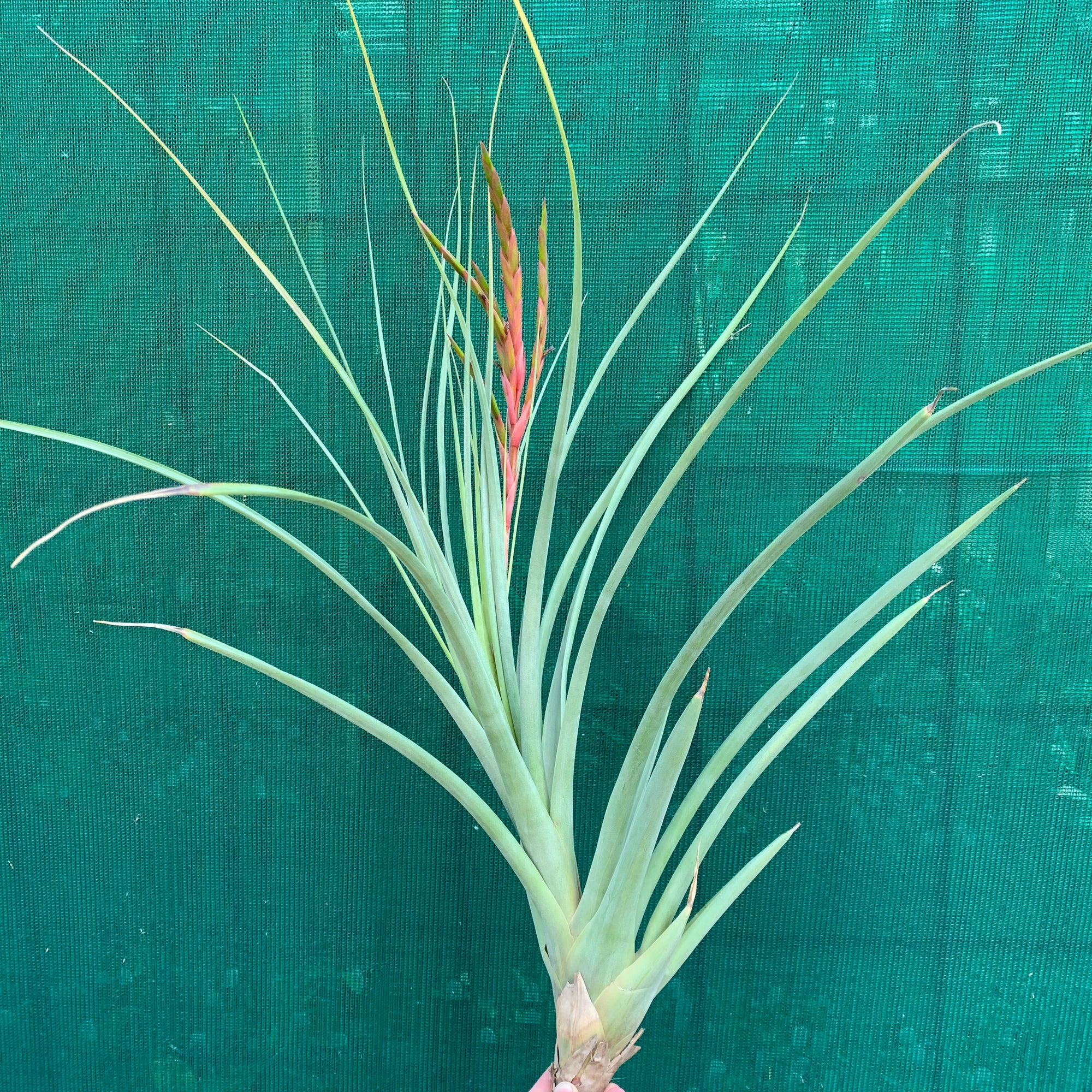 Tillandsia - Evelyn Reilly