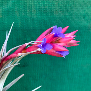 Tillandsia - Purple Gem