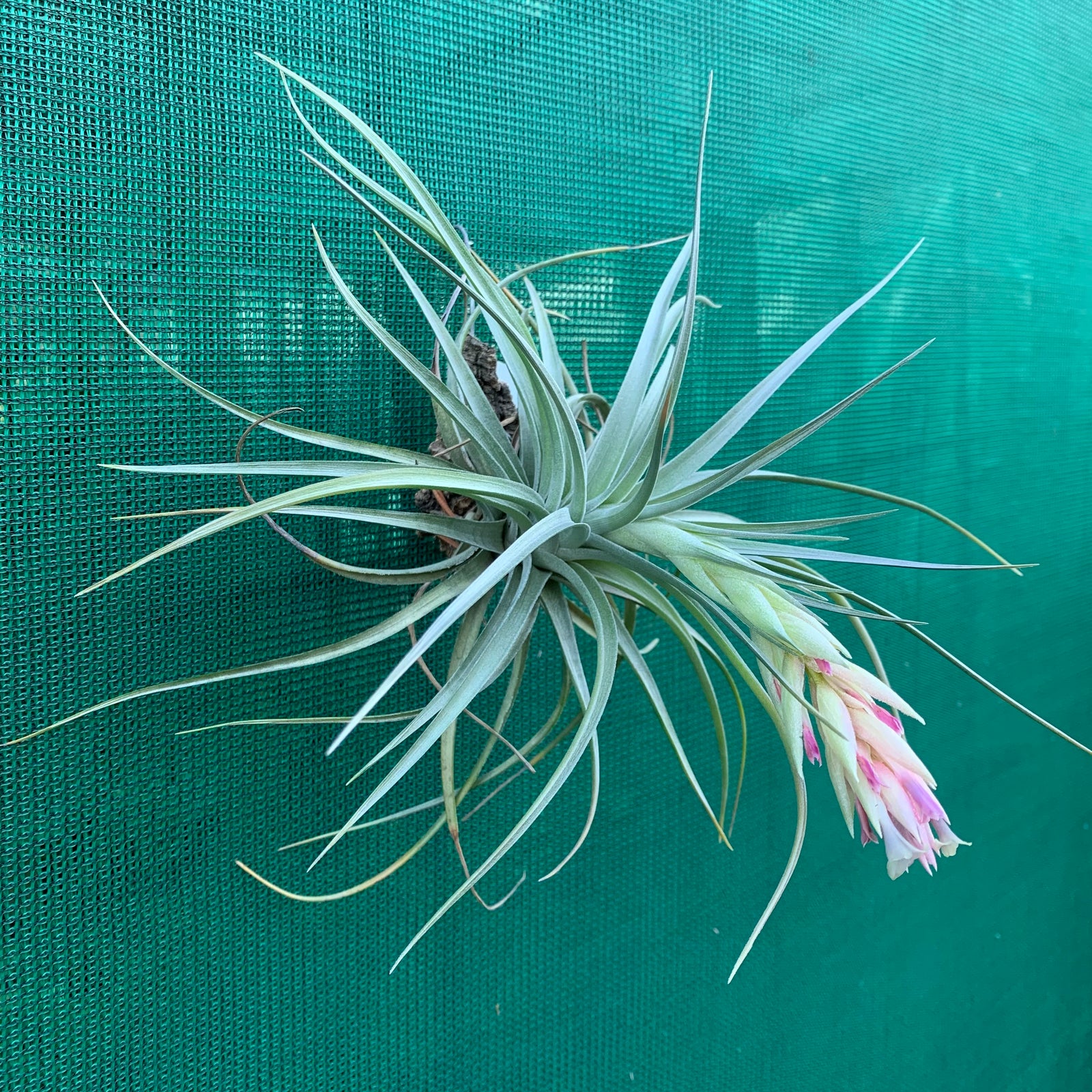 Tillandsia - Kybong