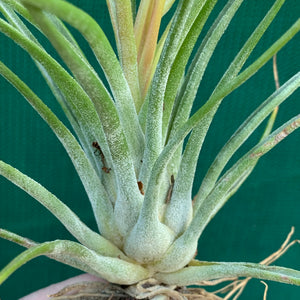 Tillandsia - Orange Crush