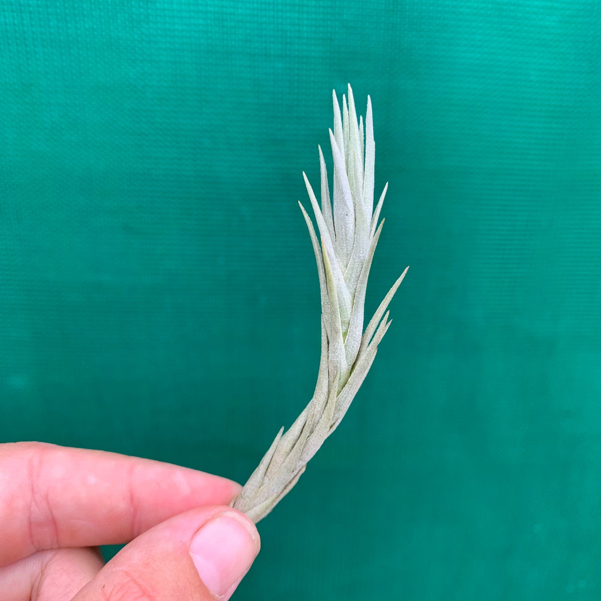 Tillandsia - burle-marxii NEW